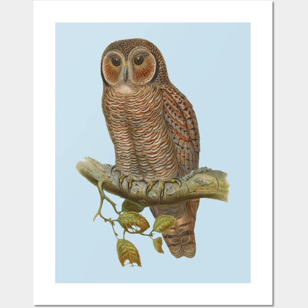 Lonely Owl Realistic Drawing Wall Art by PatrioTEEism